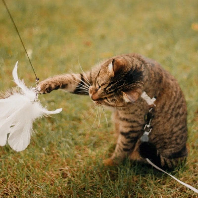 Feather Pounce Simulation Cat Toy Set - Soliqlo