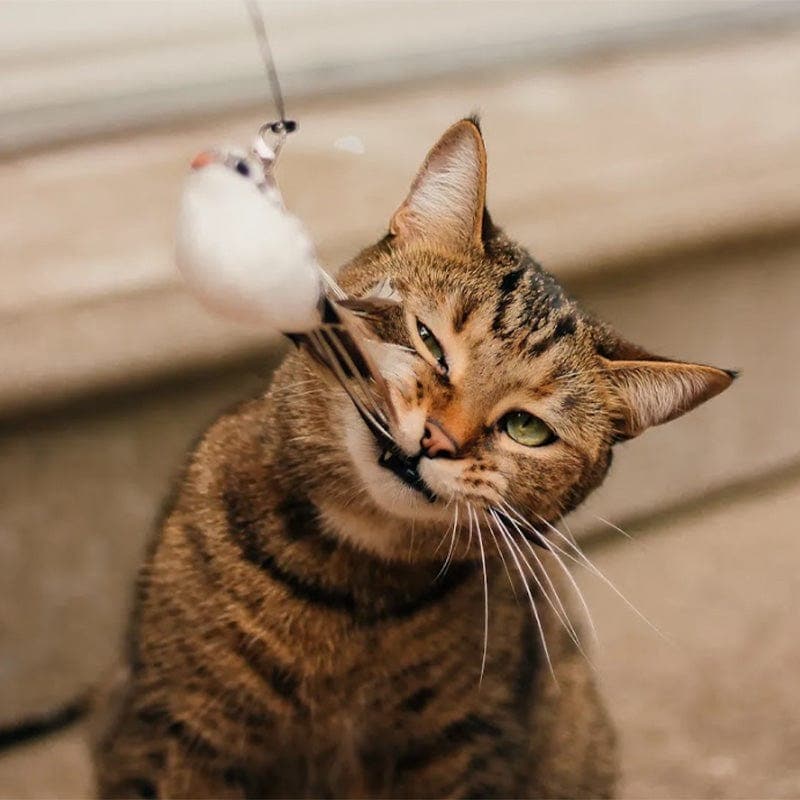 Feather Pounce Simulation Cat Toy Set - Soliqlo