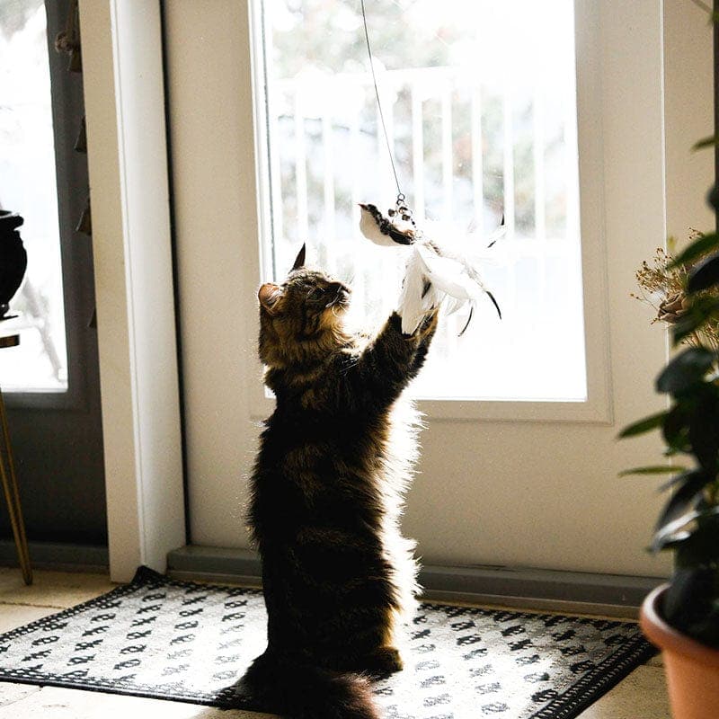 Feather Pounce Simulation Cat Toy Set - Soliqlo